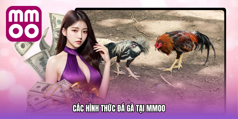 Danh mục hình thức đá gà MMOO hấp dẫn